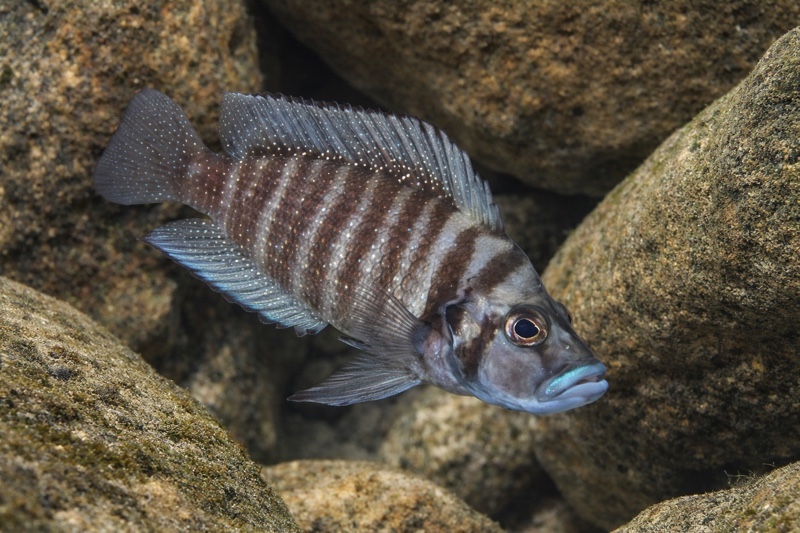 Altolamprologus compressiceps 'Kabwe'
